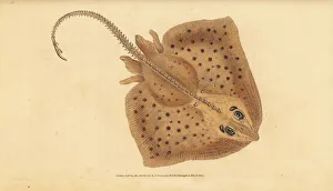 Skate Gallery: Thornback skate, Raja clavata. Near threatened