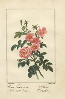 Thornless pink rose and cinnamon rose