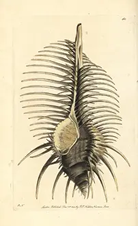 Thorny or caltrop murex, Murex tribulus