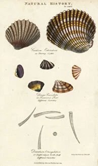 Thorny cockle, truncated purr and eight-ridged tooth shell