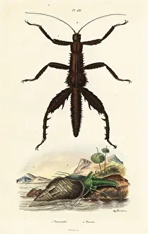 Thorny devil walking stick and Australian pheasant shell