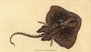 Skate Gallery: Thorny skate, Amblyraja radiata. Vulnerable