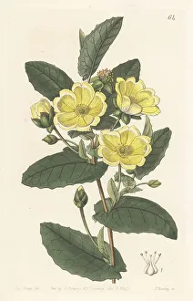 Thorough-wax hibbertia, Hibbertia perfoliata
