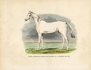 Buffon Collection: Thoroughbred Arabian horse Imaum