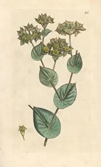 Herbal Prints: Thorow-wax, Bupleurum rotundifolium