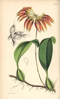 Thouars cirrhopetalum orchid, Chirropetalum thouarsii