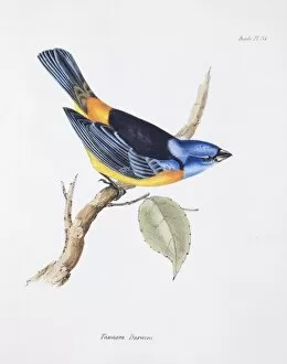 Elizabeth Gould Gallery: Thraupis bonariensis, blue and yellow tanager