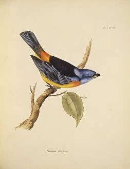 Elizabeth Gould Gallery: Thraupis bonariensis darwinii, blue-and-yellow tanager