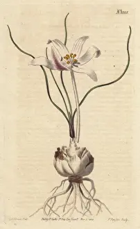 Spiralis Prints: Thread-leaved gethylis with white and lilac