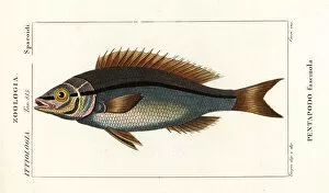 Pretre Collection: Threadfin bream, Pentapodus fasciuola