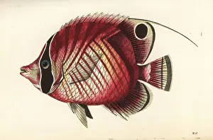 Butterflyfish Prints: Threadfin butterflyfish, Chaetodon auriga
