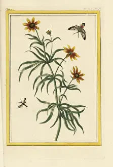 Curieuses Prints: Threadleaf coreopsis, Coreocopsis verticillata