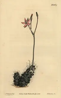 Succulent Prints: Thready anacampseros, Anacampseros filamentosa