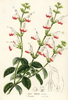 Tricolor Prints: Three-colored sage, Salvia tricolor