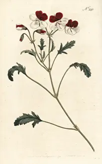 Sansom Prints: Three-coloured crane s-bill, Pelargonium tricolor