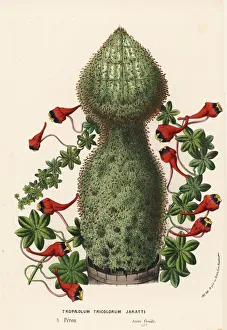 Cress Collection: Three-coloured Indian cress, Tropaeolum tricolor