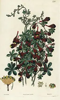 Three-coloured Indian cress, Tropaeolum tricolor