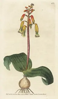 Williamcurtis Prints: Three-coloured opal flower, Lachenalia aloides