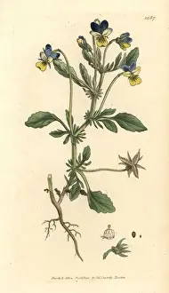 Three-coloured pansy, Viola tricolor
