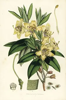 Three-flowered rhododendron, Rhododendron triflorum