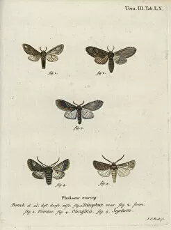 Abbildungen Gallery: Three-humped prominent, olive moth and turnip moth