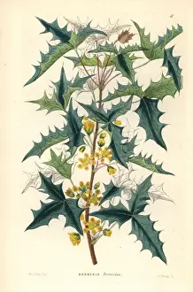 Three-leaved berberry, Berberis trifoliata