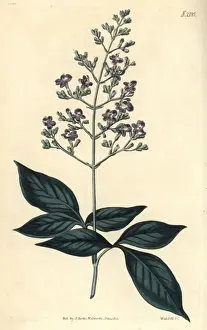 Three-leaved chaste tree, Vitex trifolia