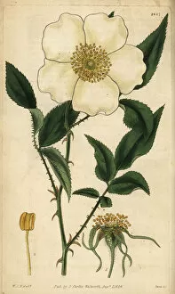 Hooker Gallery: Three-leaved Chinese rose, Rosa sinica