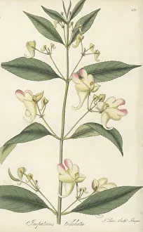 Three-lobed balsam, Impatiens trilobata