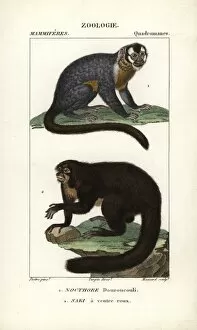Saki Collection: Three-striped night monkey, Aotus trivirgatus