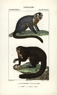 Faced Prints: Three-striped night monkey, Aotus trivirgatus