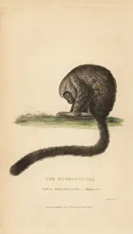 Three-striped night monkey, Aotus trivirgatus
