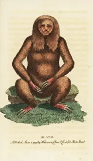 Georgeedwards Prints: Three-toed sloth, Bradypus tridactylus