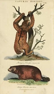 Kearsley Gallery: Three-toed sloth, Bradypus tridactylus