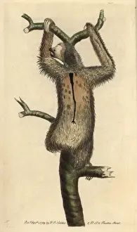 Throated Prints: Three-toed sloth or pale-throated sloth, Bradypus