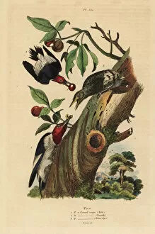 Pittoresque Gallery: Three-toed woodpecker, Picoides tridactylus