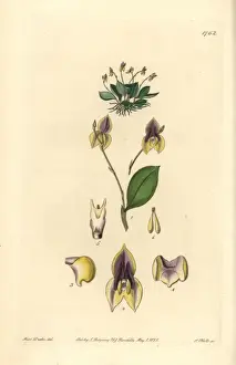 Orchid Prints: Three-toothed lepanthes orchid, Lepanthes tridentata