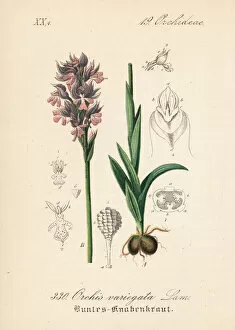 Three-toothed orchid, Neotinea tridentata
