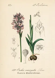 Orchis Prints: Three-toothed orchid, Neotinea tridentata