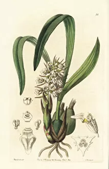 Edwards Gallery: Three-winged coelia orchid, Coelia triptera
