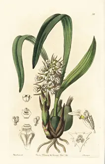 Three-winged coelia orchid, Coelia triptera