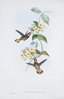 Threnetes niger cervinicauda, pale-tailed barbthroat