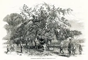 Images Dated 21st December 2018: Threshing chestnuts trees in Greenwich Park 1857