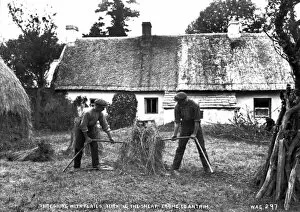 Sheaf Collection: Threshing With Flails, Turning the Sheaf, Toome, Co Antrim