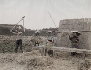 Meadow Collection: Threshing rice grains, Japan