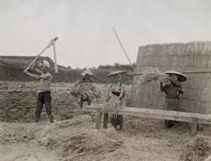 Feed Gallery: Threshing rice grains, Japan