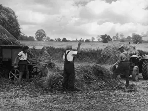 Threshing Straw