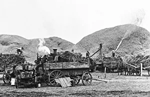 Threshing wheat North Dakota USA early 1900s