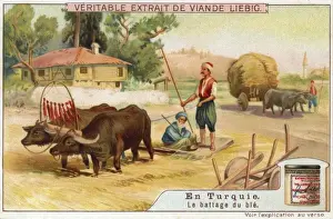 Threshing Wheat - Turkey