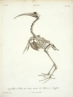Sacred Prints: Threskiornis aethiopicus, sacred ibis skeleton